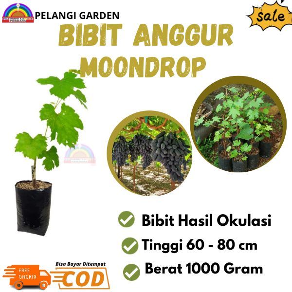Bibit Anggur Panjang, Bibit Anggur Moondrop , Bibit Anggur Moondrop Original Import
