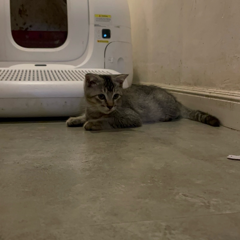 kitten Scottish fold dan british short hair