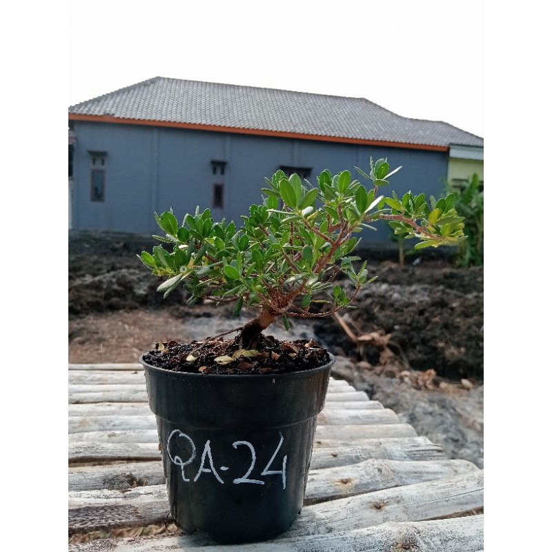 QA-24, BIBIT SANTIGI MAWAR SUPER SEMAI BIJI