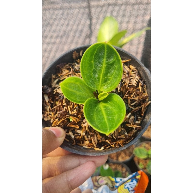 jemani mangkok rasputin