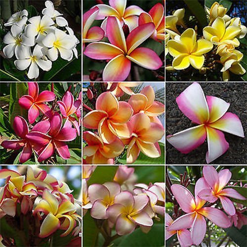 Stek Bibit Bunga Kamboja Plumeria Mix (1 Batang)