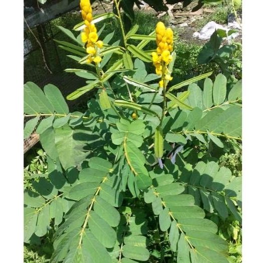 

Daun Kimanila segar (100gram) Obat Gatal dll