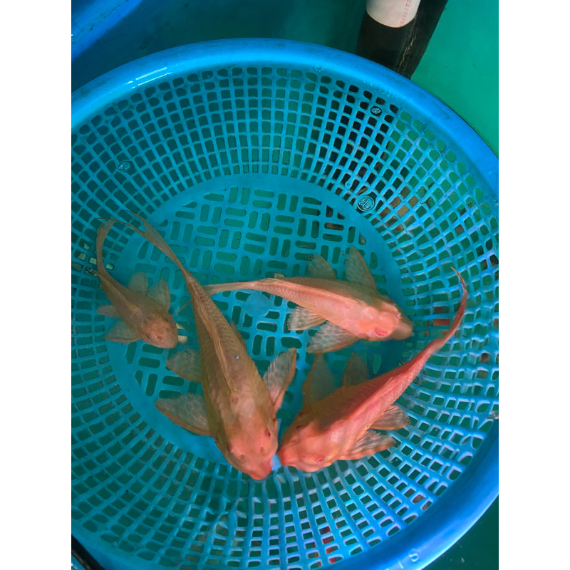gibicep albino