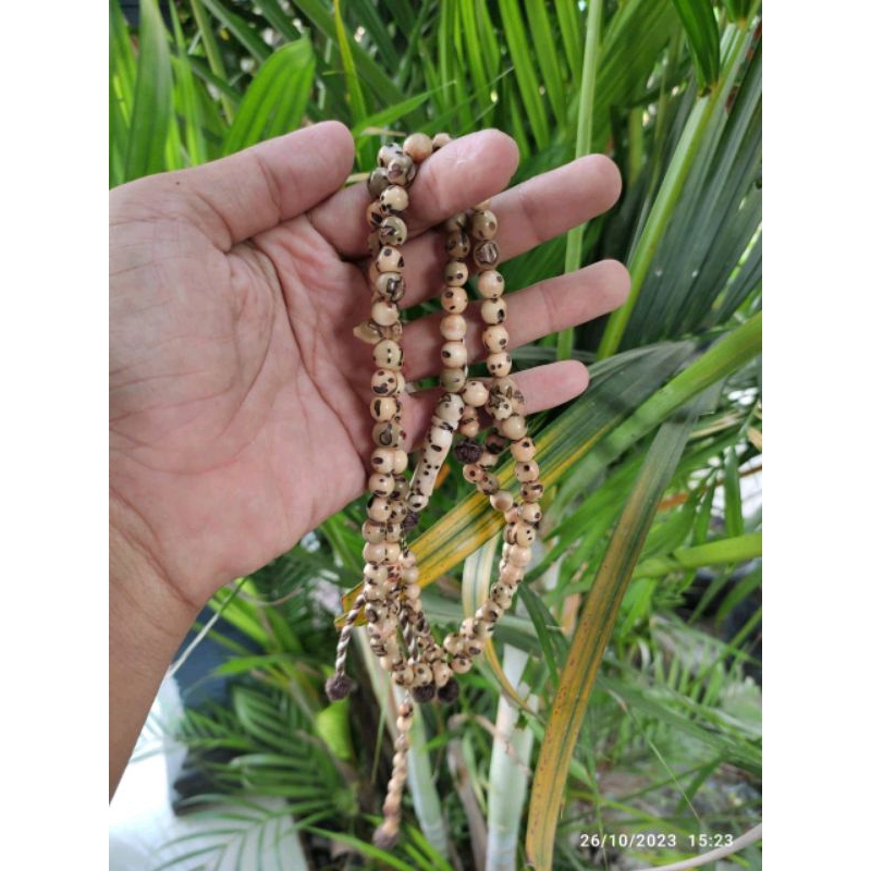 Tasbih Oud Sholib