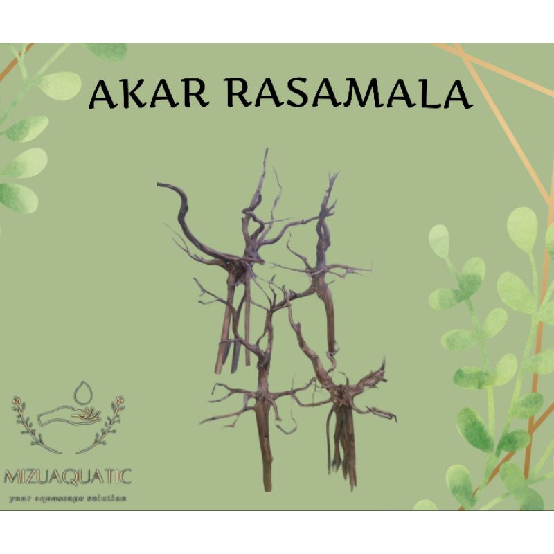 AKAR KAYU RASAMALA AQUASCAPE