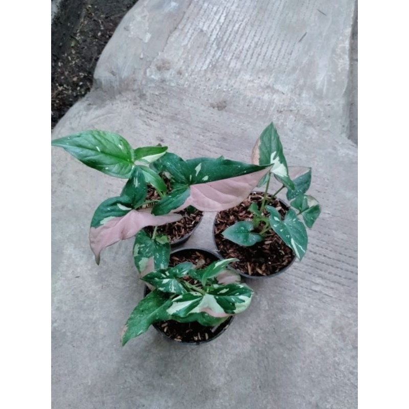 Syngonium Red Spot Tricolor