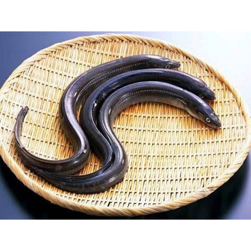 

Belut Fresh (Seafood Segar)