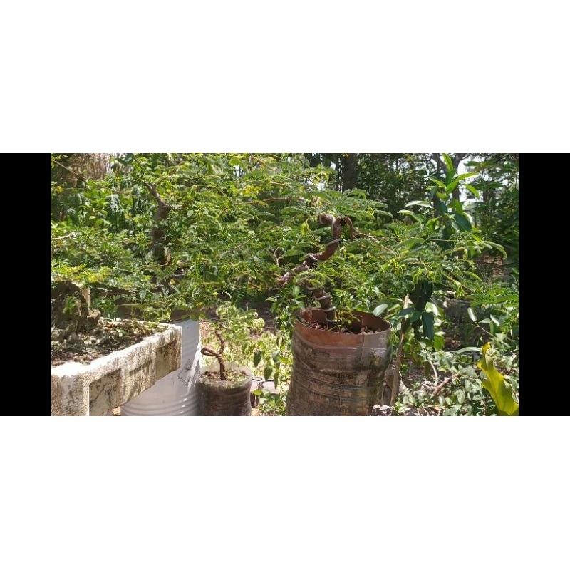 Bonsai Asam Jawa