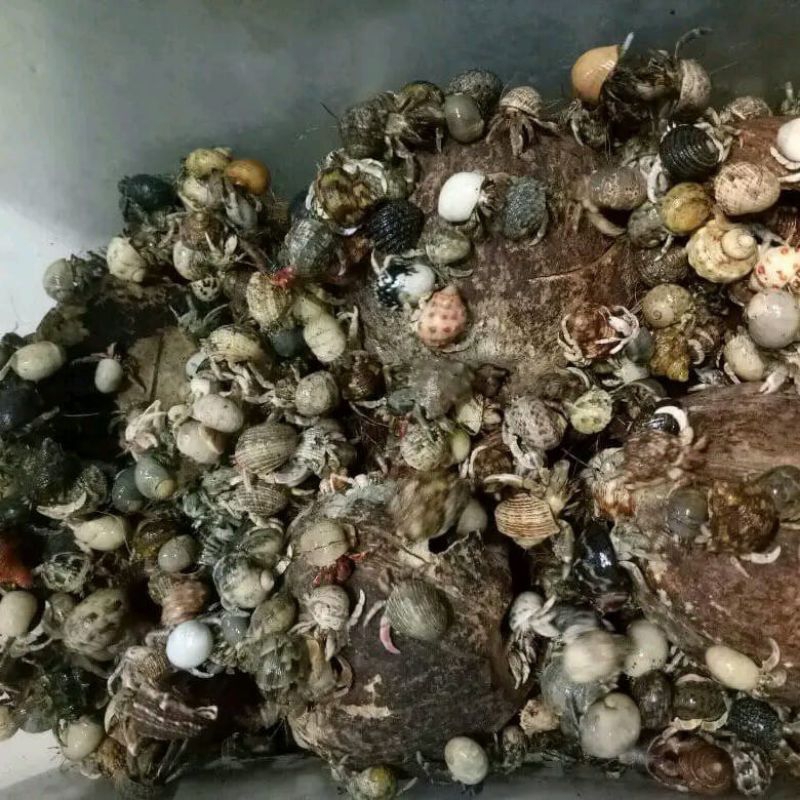 KELOMANG HIDUP / YUYU RUMPUNG / UMANG UMANG 1KG SIZE RANDOM