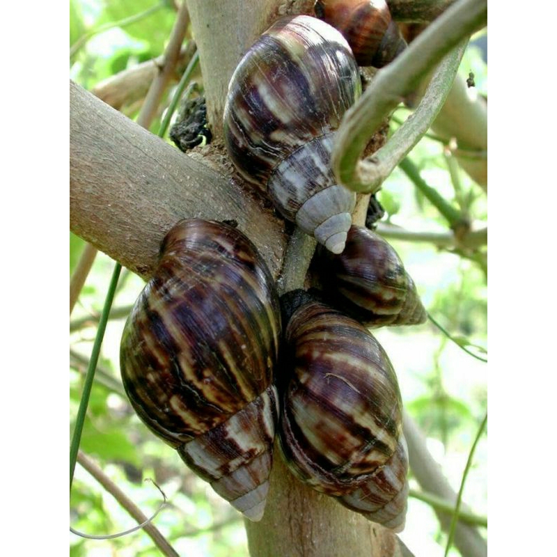 BEKICOT Hidup/Keong sawah kering/keong kebon (Untuk obat alami dan perawatan wajah)