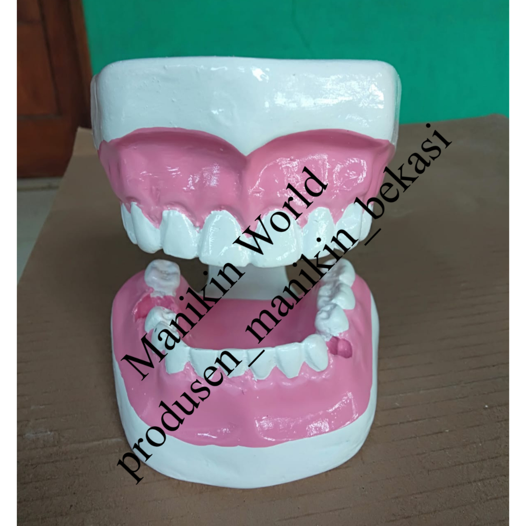 PHANTOM GIGI DEWASA/ALAT PERAGA GIGI DEWASA/MODEL TORSO GIGI