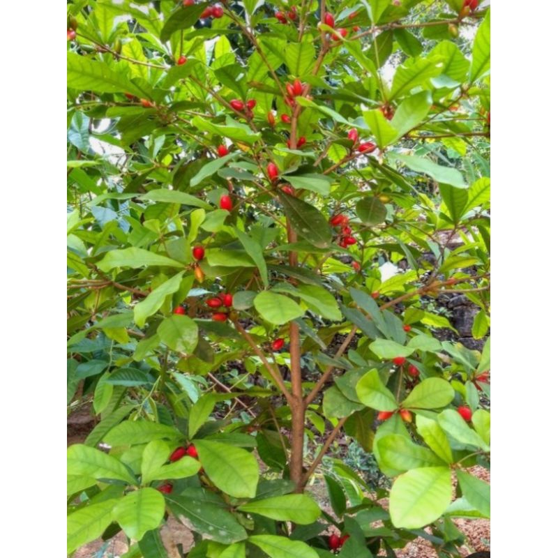 Bibit Miracle Fruit Berbunga Full Media