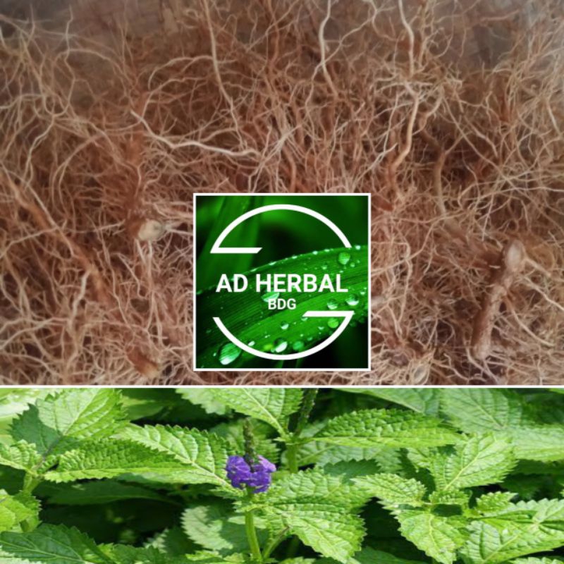 

Akar Pecut Kuda Segar Fres 500 Gram Herbal Alami