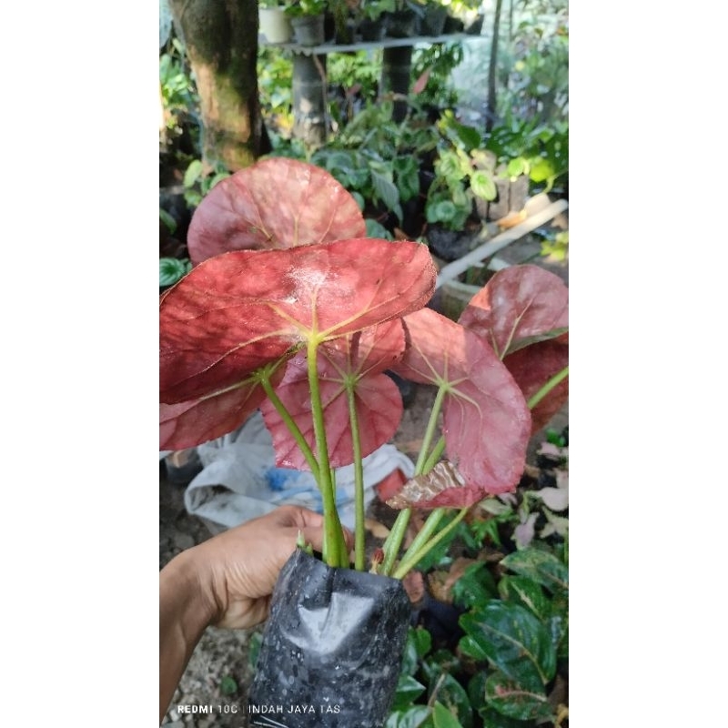 tanaman hias begonia rimbun murah