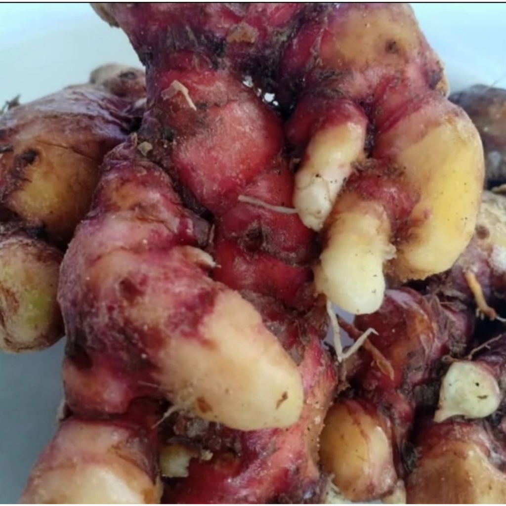 

Jahe Merah Segar 250gr