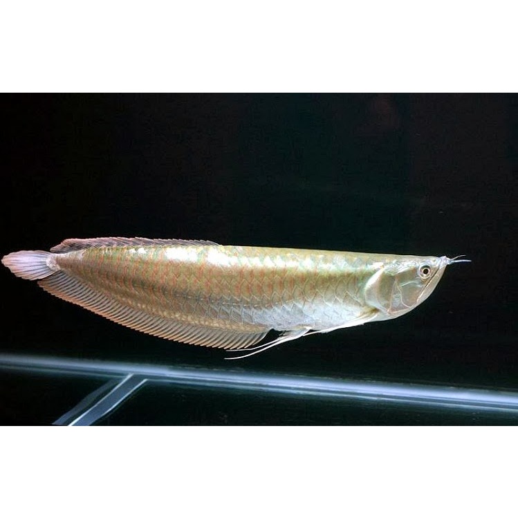 Replika Arowana Silver Red Brazil Size 13-15 Cm / Hiasan Aquarium Arowana Silver Red Brazil / Tankma