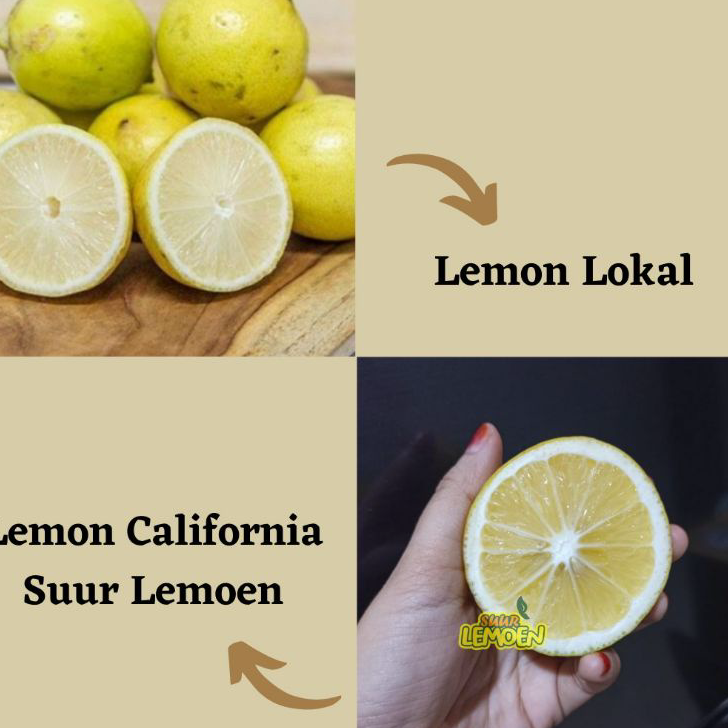 

Diskon BUAH LEMON California RIJECT PERASAN AIR BANYAK 1/2 KG By Suur Lemoen ID.