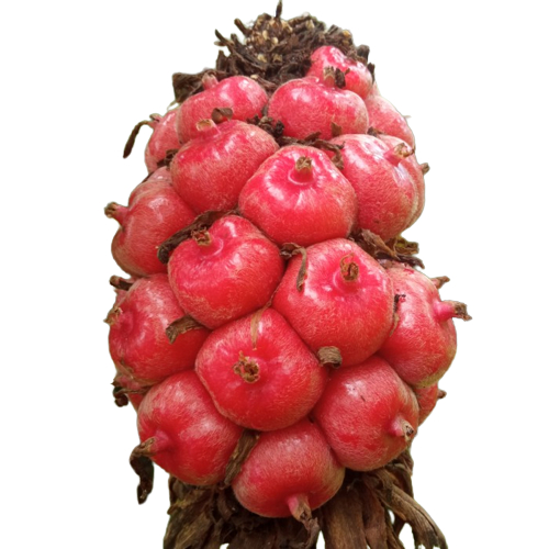 

Buah Kecombrang Segar 1Kg Honje Merah Honje Pink