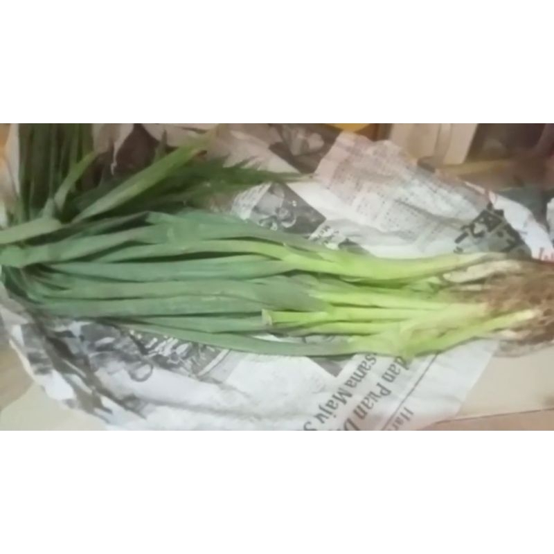 

bawang daun 100g