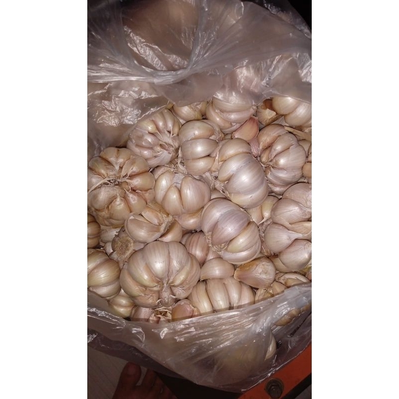 

Bawang Putih Sinco Super