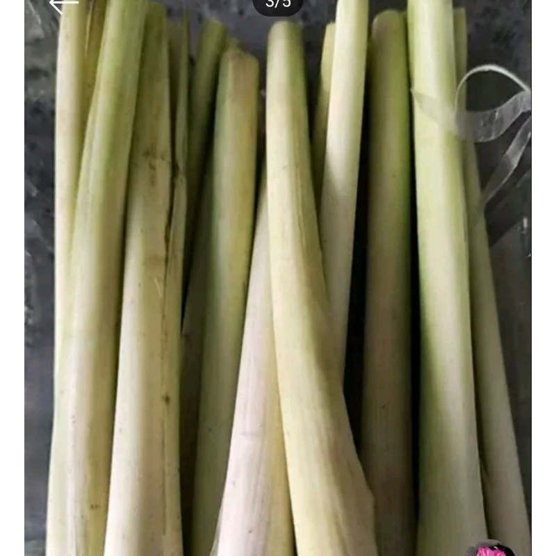 

serai per ikat