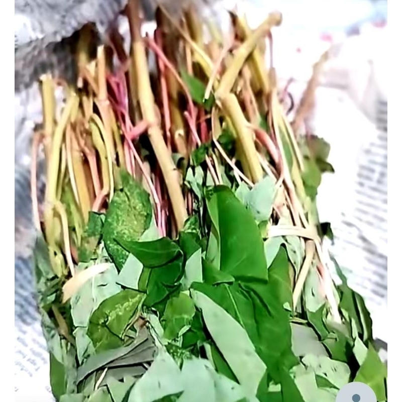 

daun singkong per ikat