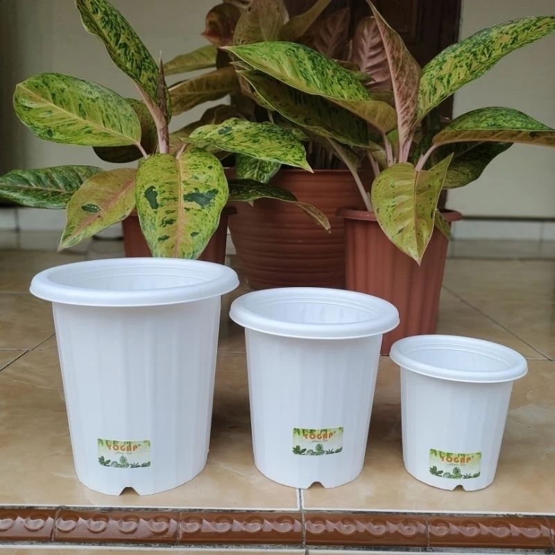(12 pcs) Grosir POT YOGAP 10 lusinan