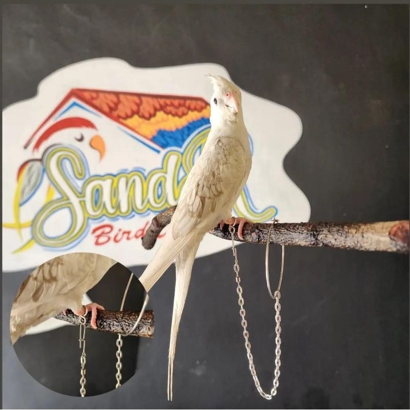 RANTAI KAKI BURUNG PARKIT AUSTRALIA FALK LOVE BIRD 1 SET ANTI KARAT