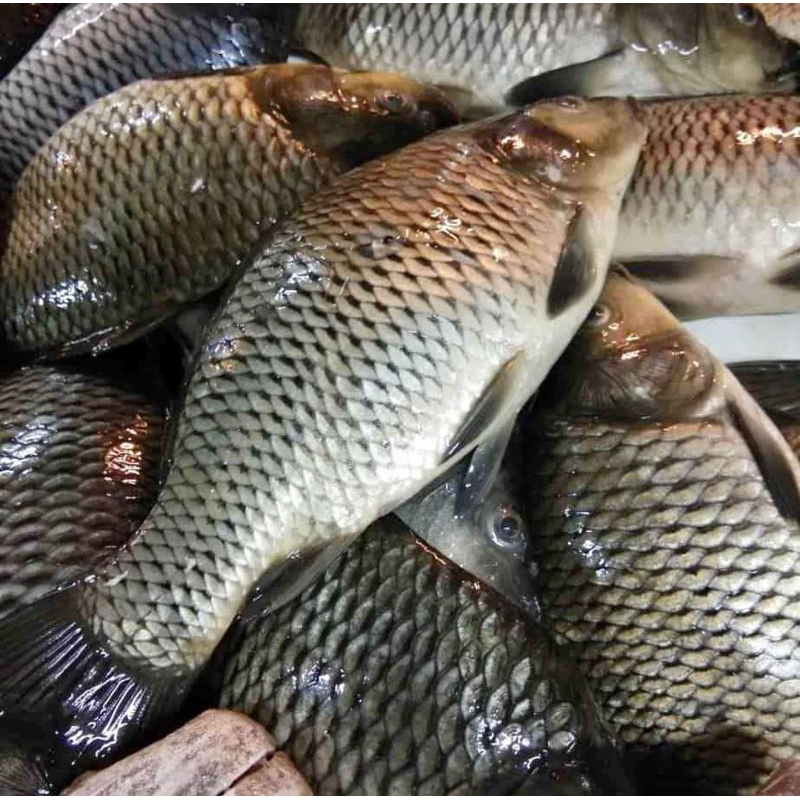 

ikan nila dan mas subang