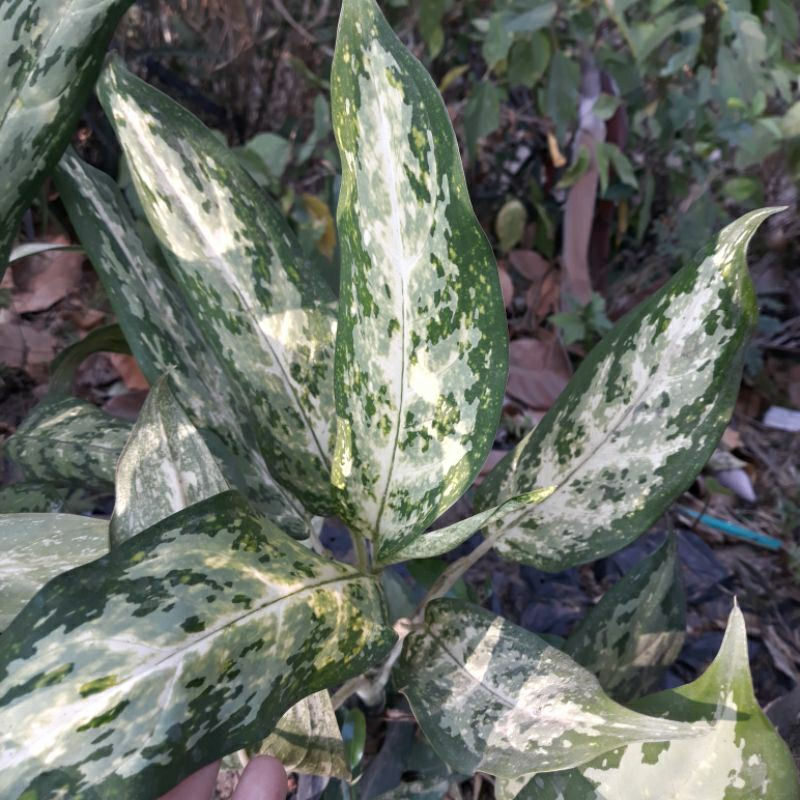 AGLONEMA SRI REJEKI LORENG ARMY