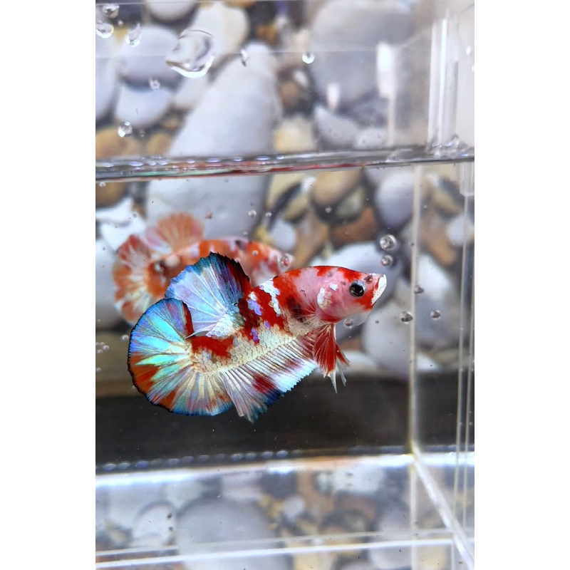 1 Jantan cupang plakat candy multy gold