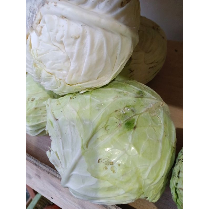 

Sayur Kol Fresh