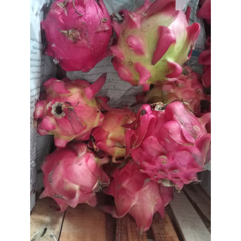 

BUAH NAGA | Buahnaga | buah naga per kilo | buahnaga fresh | dragon fruit | fresh fruit