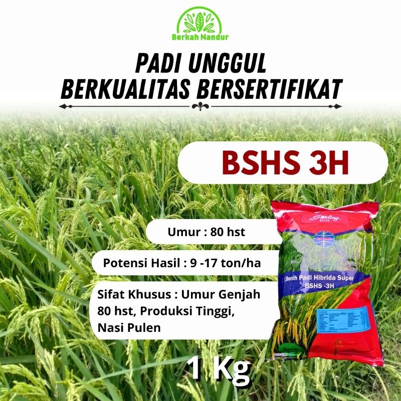 Benih Padi Hibrida Super Sterling Bshs3h Sterling Bs3