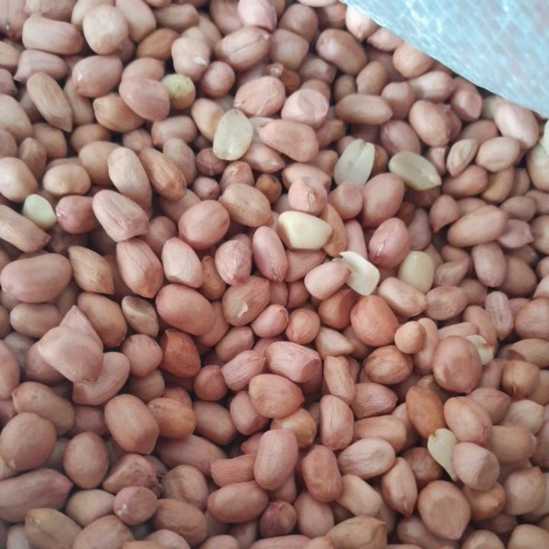

(250GR) KACANG TANAH