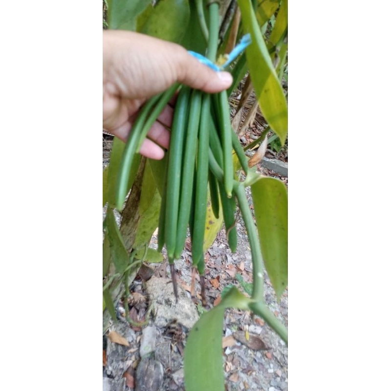 

buahvanili bin basah 500gram