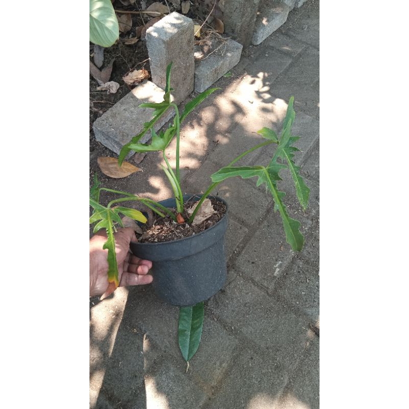Philodendron longilobatum
