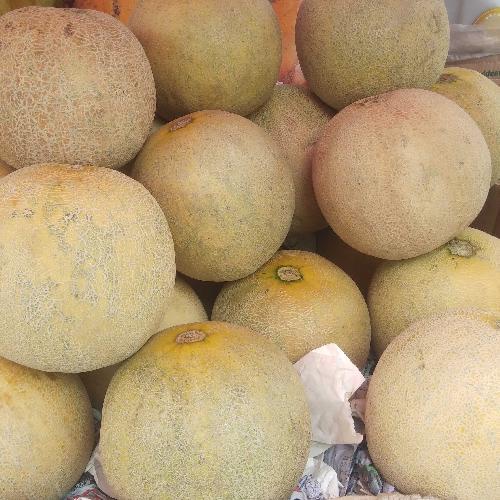 

Buah Melon Sky Rocket Per Buah Fresh