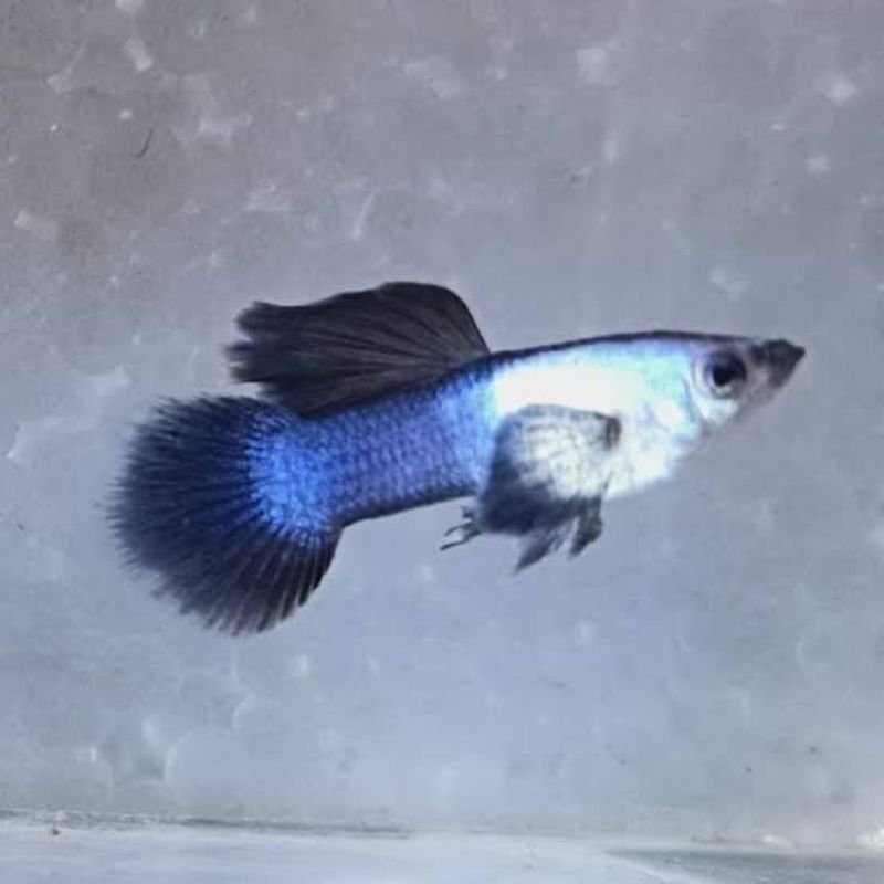 Guppy Mini Panda