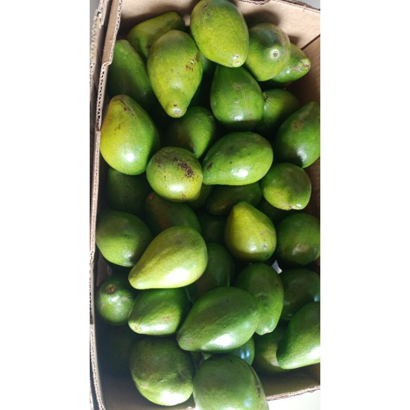 

Alpokat Mentega Ranau