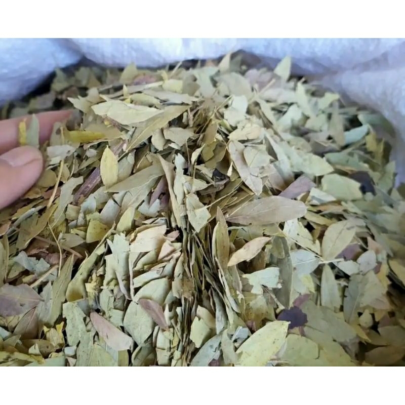 

Daun jati cina 1kg