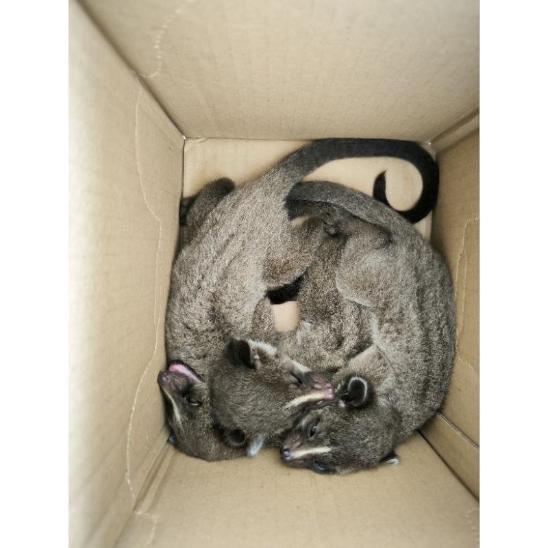 muskar musbul muspan