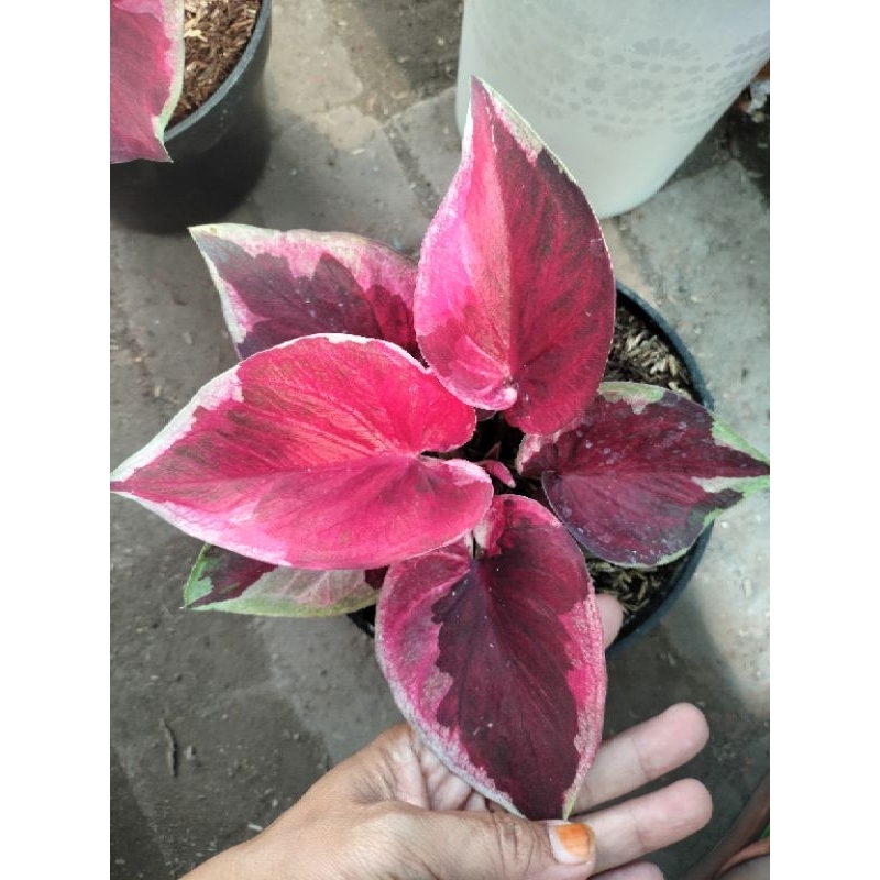 caladium keladi Dwi warna