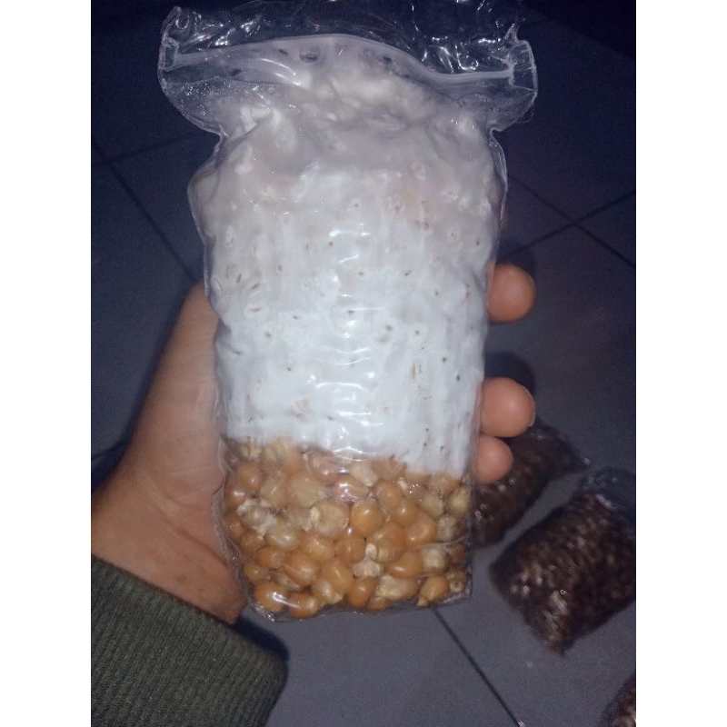 Bibit Jamur Tiram Putih F2 220 gram untuk 50 baglog