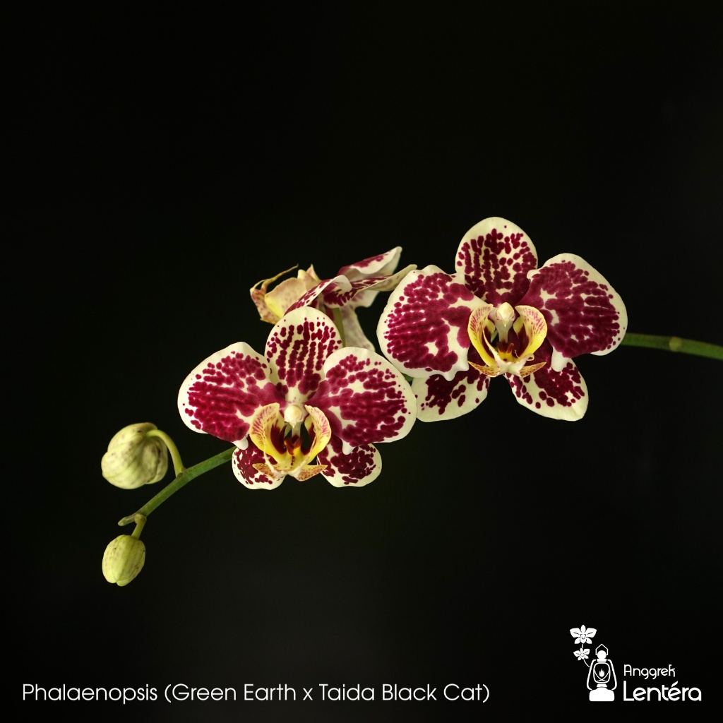Phalaenopsis (Green Earth x Taida Black Cat) Anggrek Bulan - Dewasa &amp; Spike/knob/mekar/berbunga