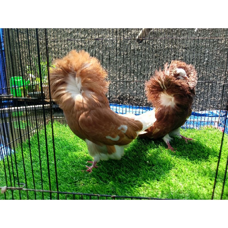 Burung Merpati hias jacobin