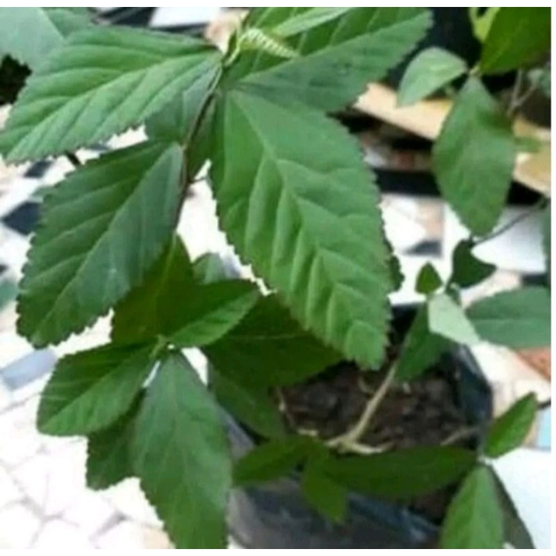 daun sidaguri sadaguri herbal tanaman daun sidaguri per 500gram