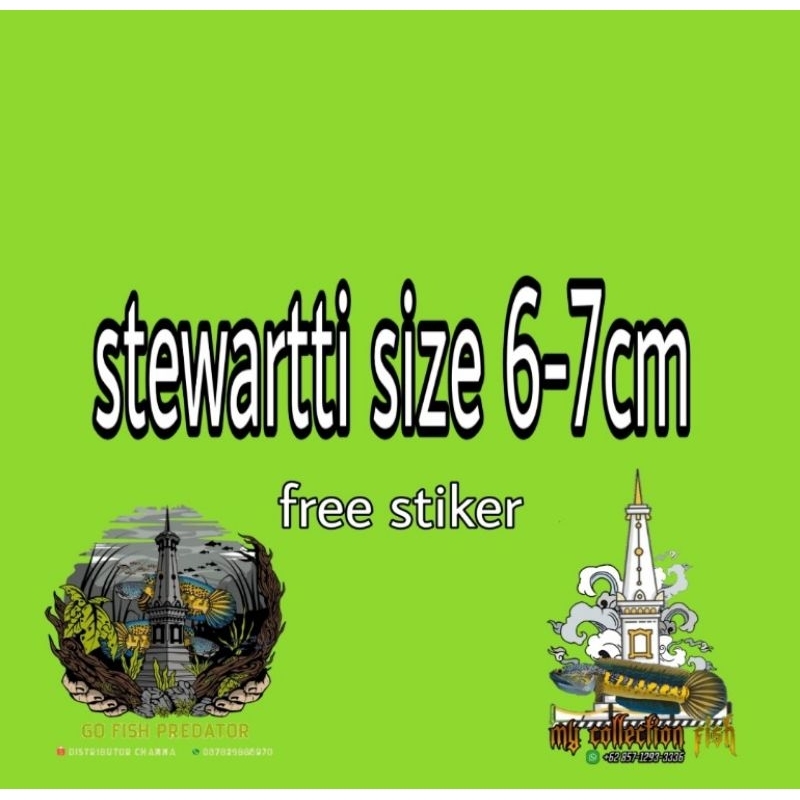 stewartii 2ekor 7-8cm josjis