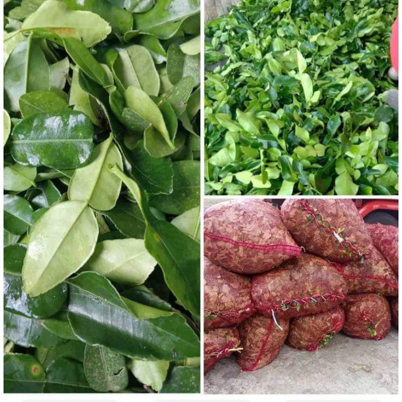 

100grm daun jeruk purut angka 8 untuk pewangi masakan dan penambah kelezatan