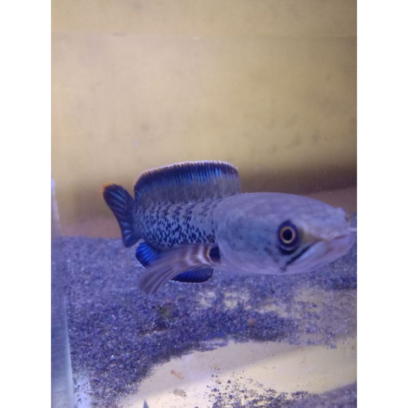 Stewarti 13-15cm single tank